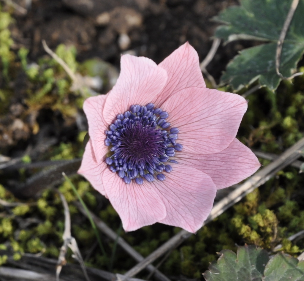 Image of Anemone coronaria specimen.