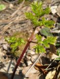 Peucedanum oreoselinum. Молодой лист. Украина, г. Киев, лес на восточной окраине, зарастающая вырубка. 28.03.2014.