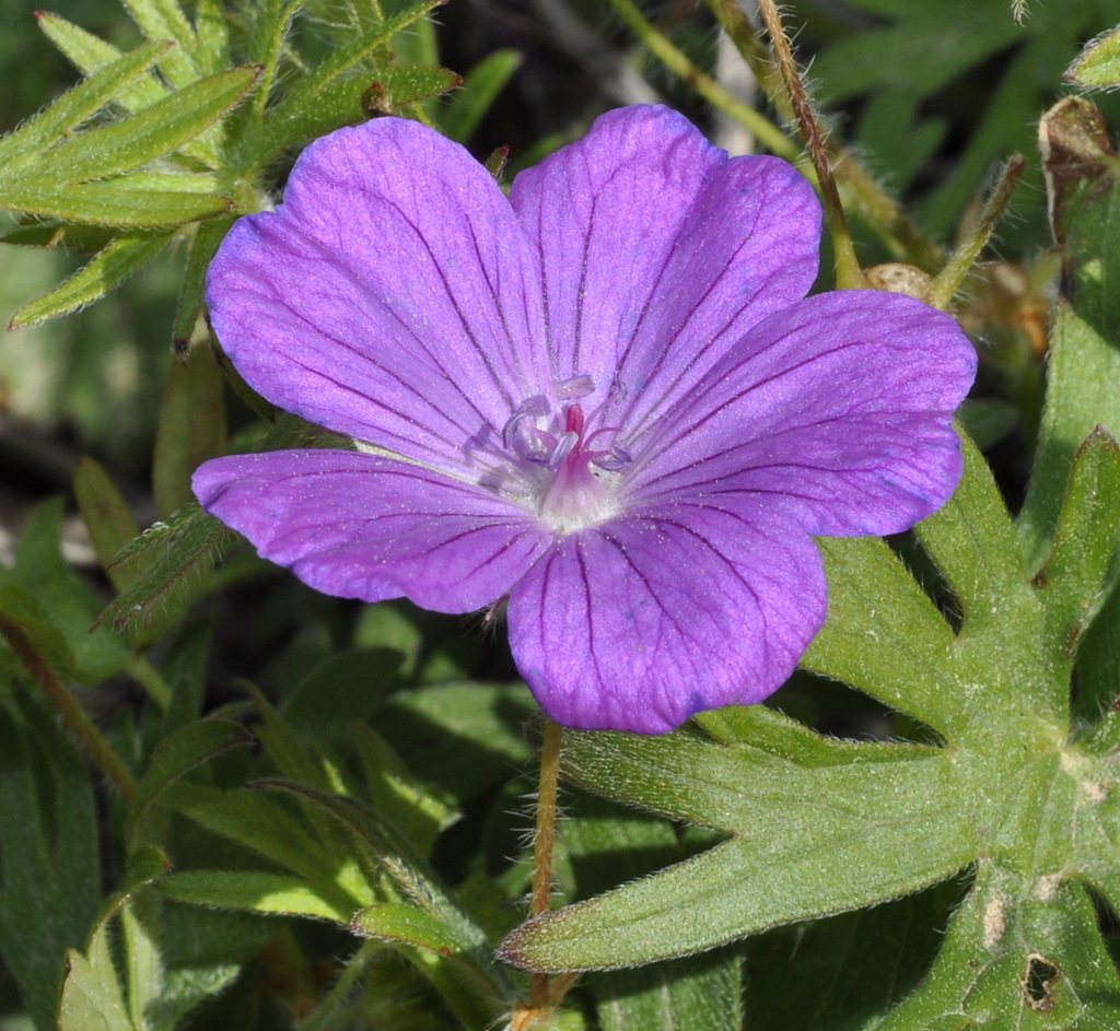 Изображение особи Geranium sanguineum.