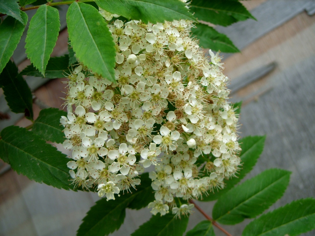 Изображение особи род Sorbus.