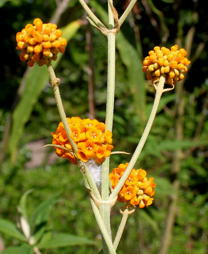 Изображение особи Buddleja globosa.