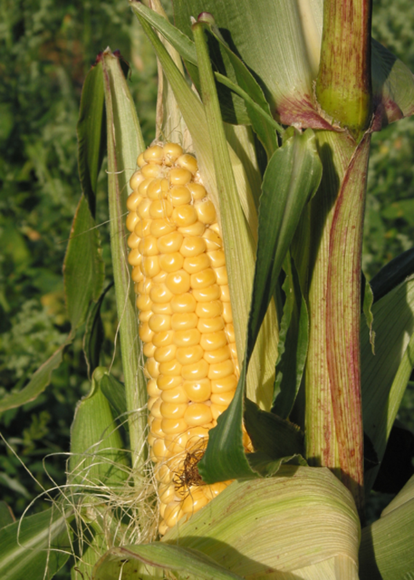 Image of Zea mays specimen.