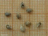 View full-size image Nonea rossica