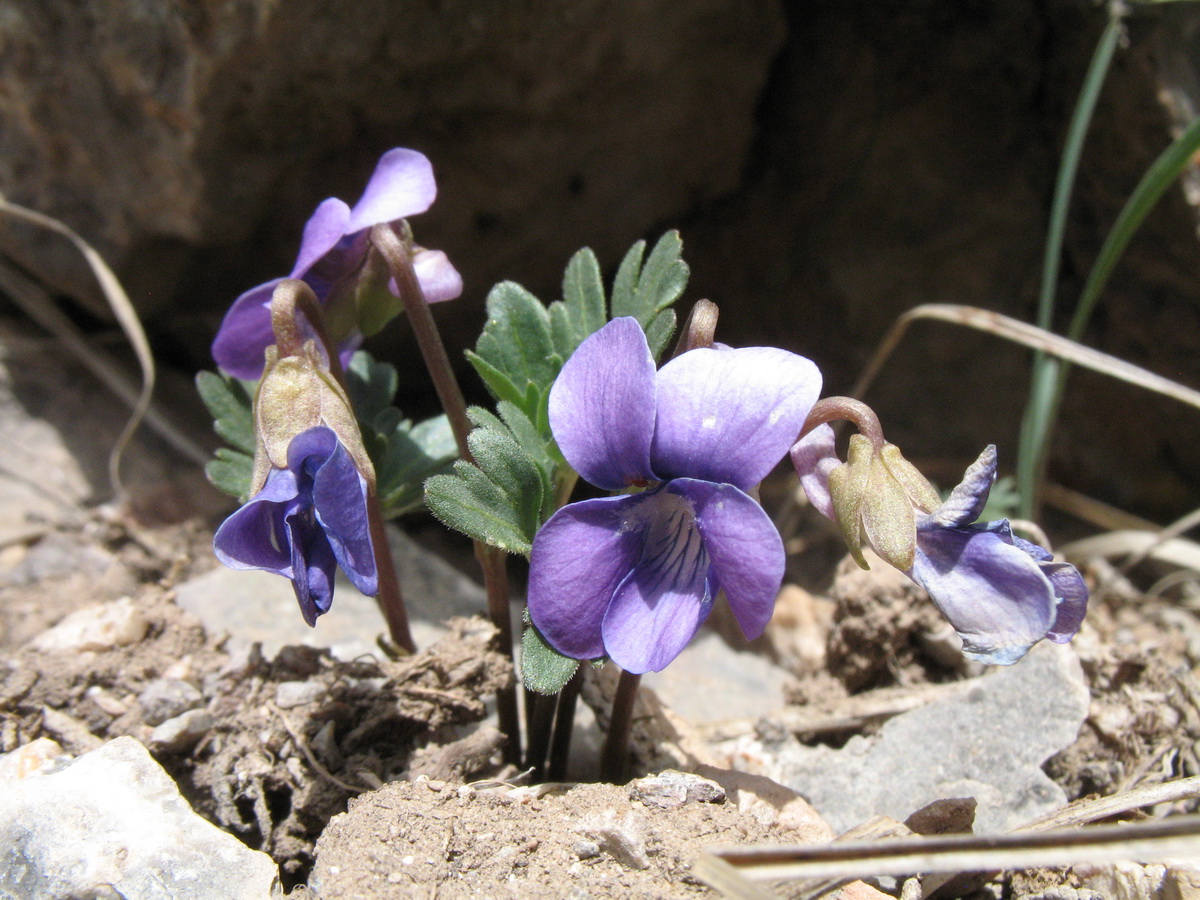 Image of Viola dissecta specimen.