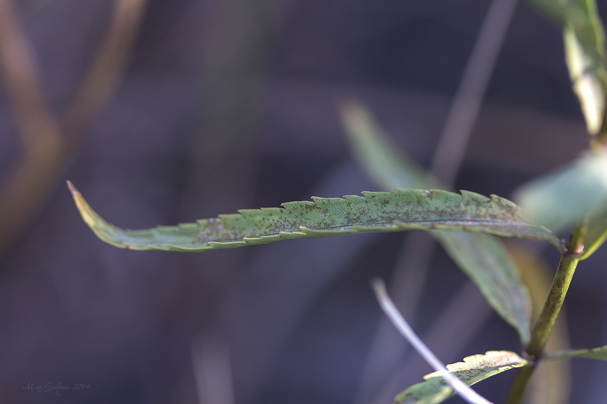 Image of Veronica spuria specimen.