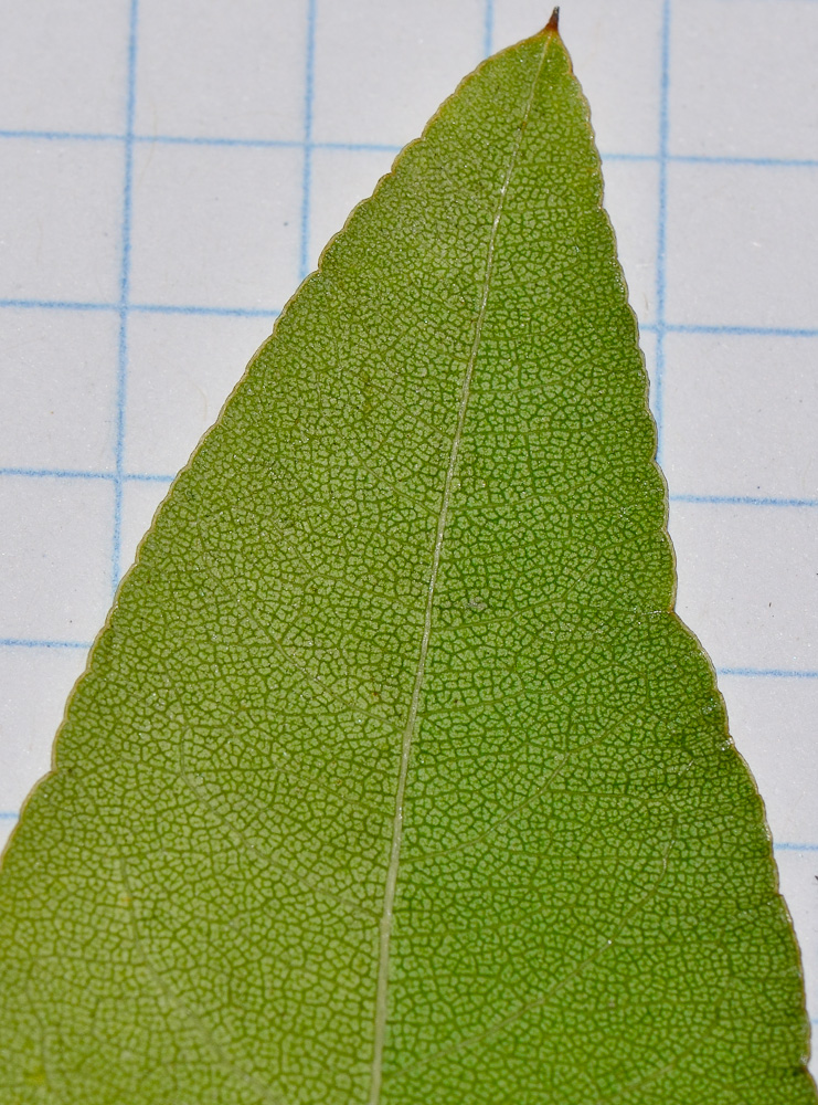 Image of Heteromorpha arborescens specimen.