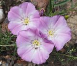 Convolvulus chinensis. Цветки. Бурятия, окр. г. Гусиноозерск. 11.07.2014.