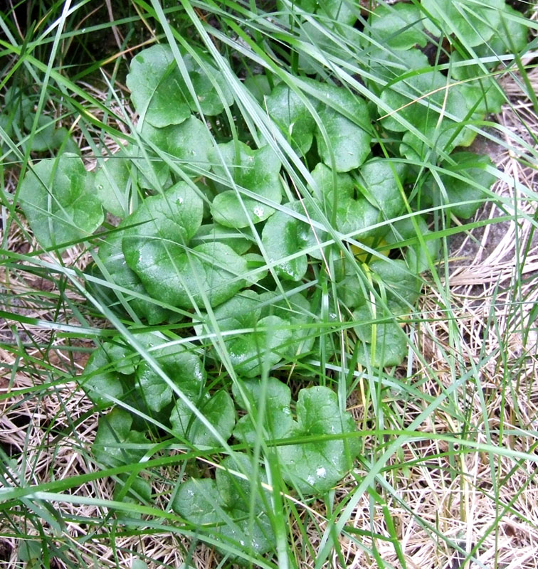 Image of Caltha palustris specimen.