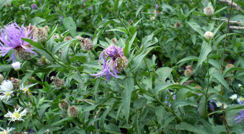 Изображение особи Centaurea abnormis.