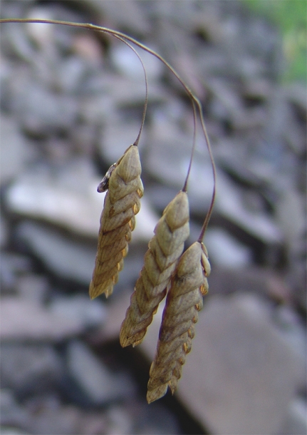 Изображение особи Bromus briziformis.