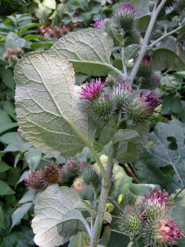 Image of Arctium tomentosum specimen.