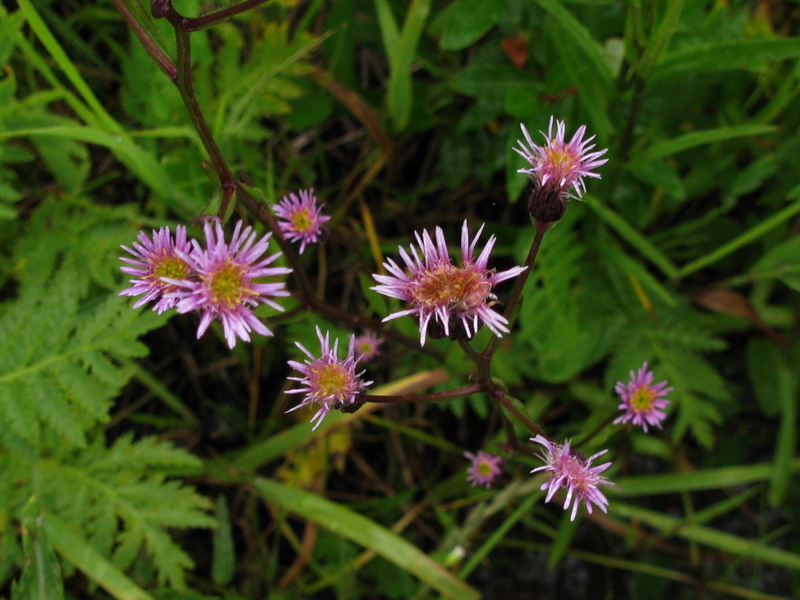 Image of Erigeron politus specimen.