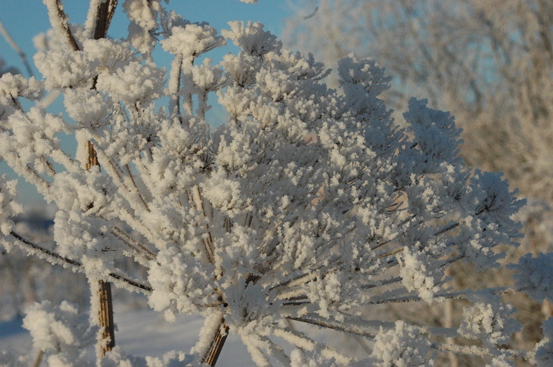 Image of Heracleum sosnowskyi specimen.