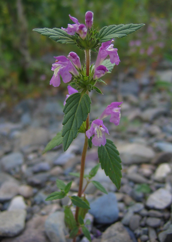 Image of Galeopsis ladanum specimen.