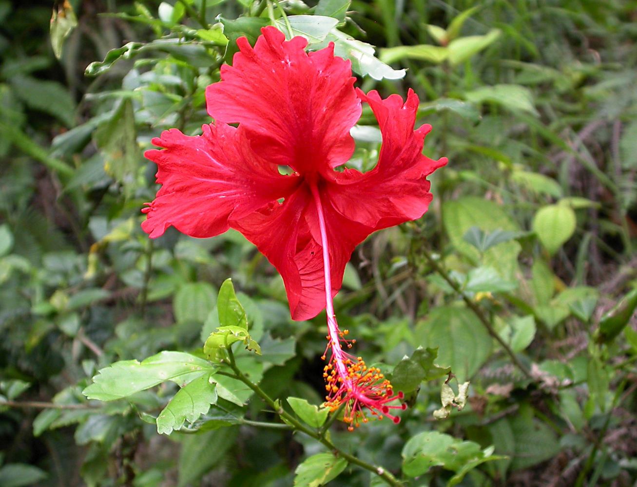 Image of Hibiscus rosa-sinensis specimen.