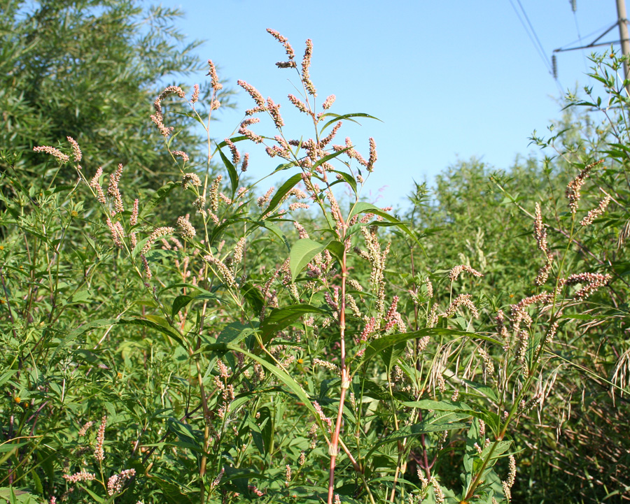 Изображение особи Persicaria maculosa.