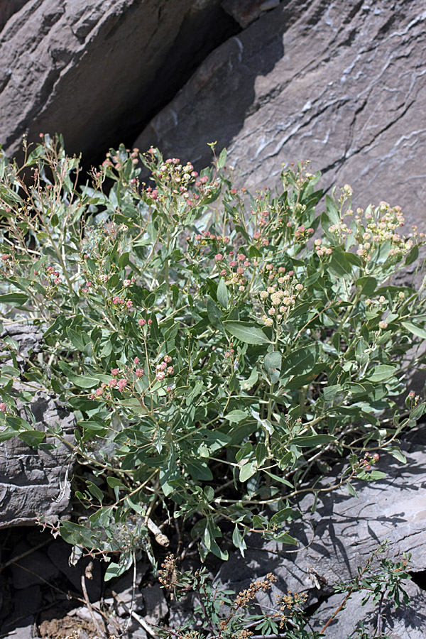 Image of Haplophyllum latifolium specimen.