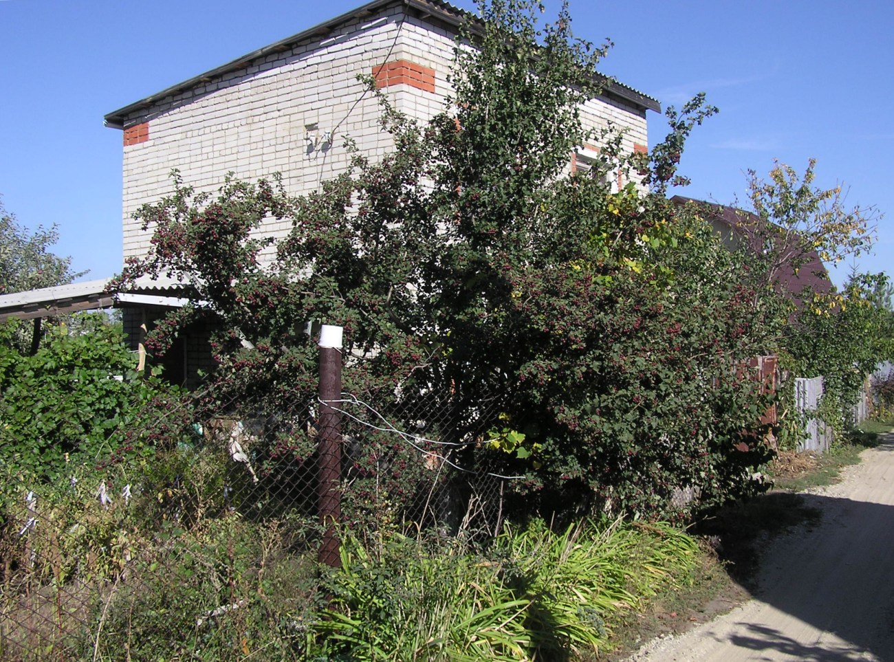 Image of Crataegus volgensis specimen.