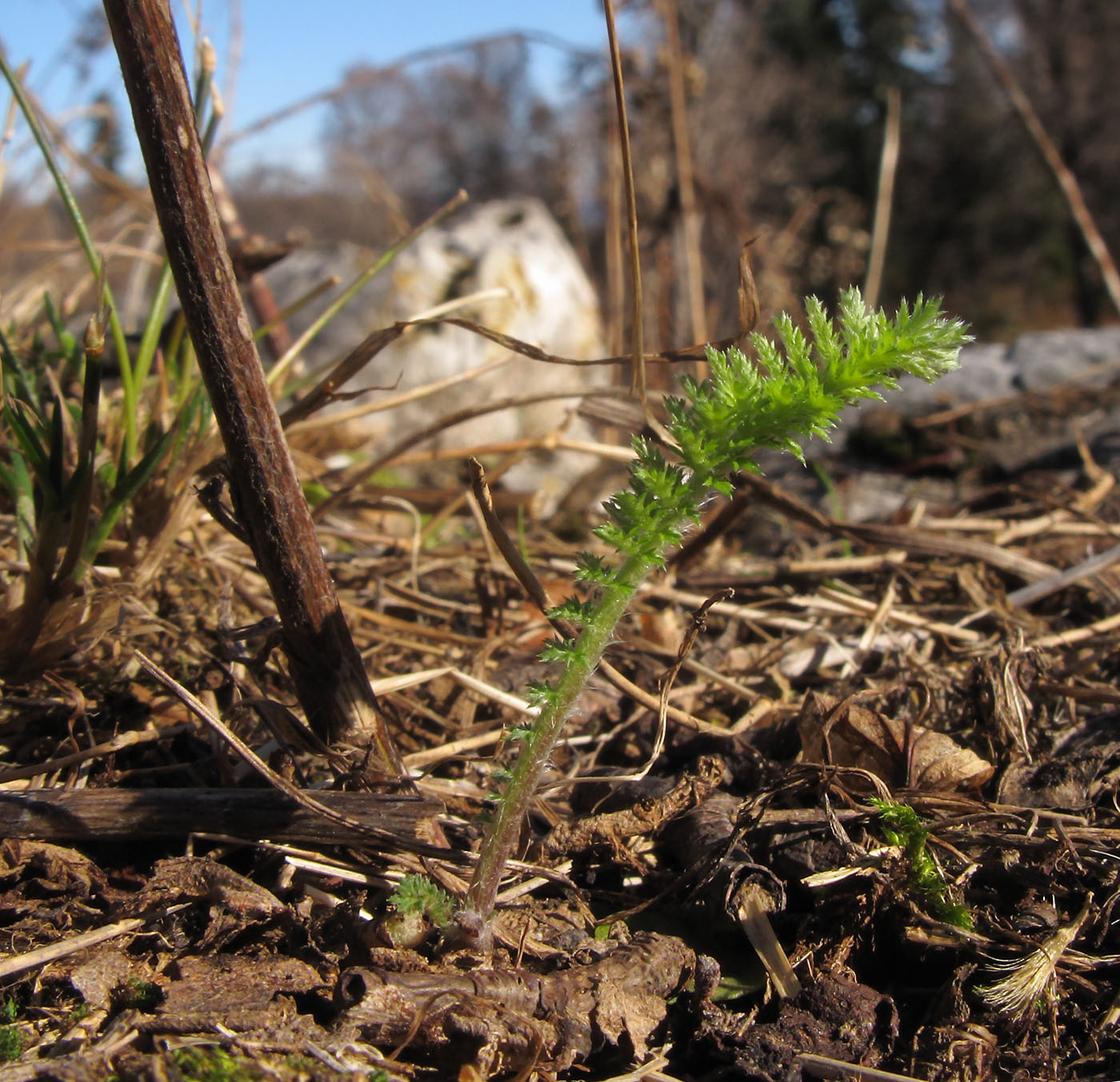 Image of Achillea millefolium specimen.