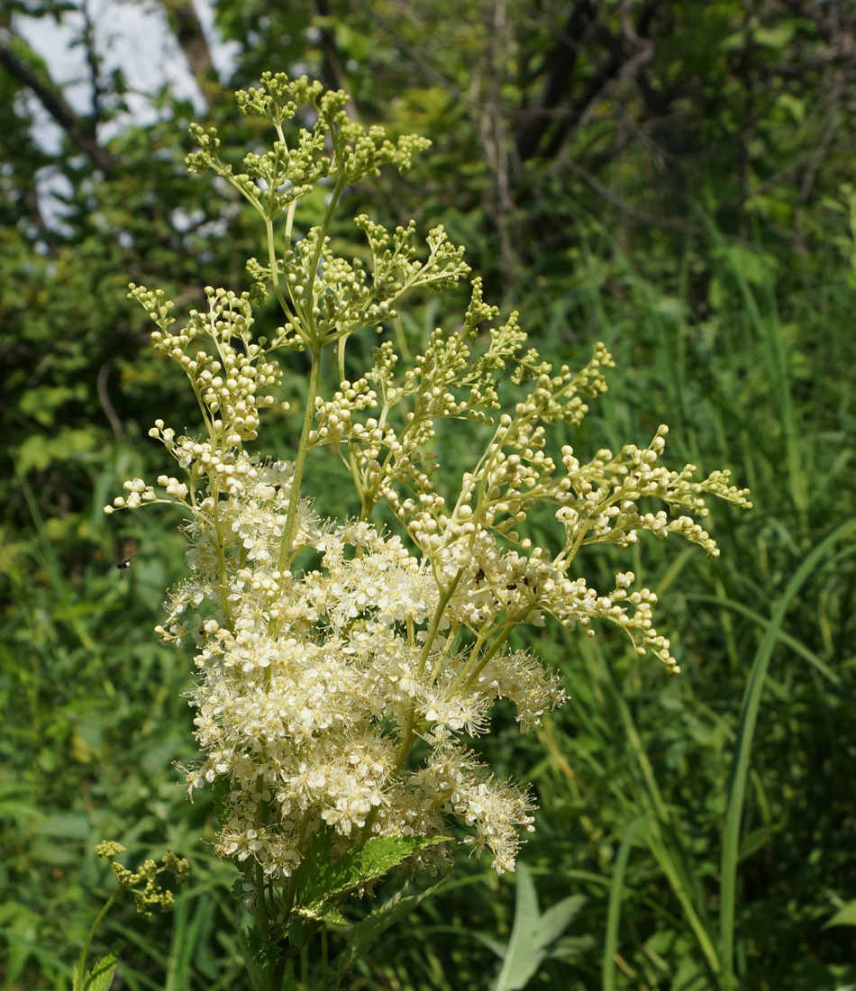 Изображение особи Filipendula ulmaria.