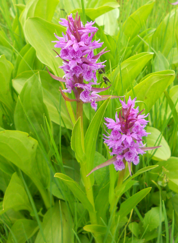 Image of Dactylorhiza euxina specimen.