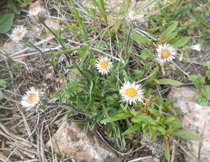 Image of Erigeron lachnocephalus specimen.