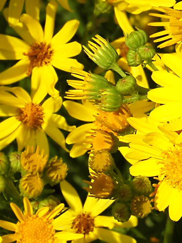 Image of Senecio jacobaea specimen.