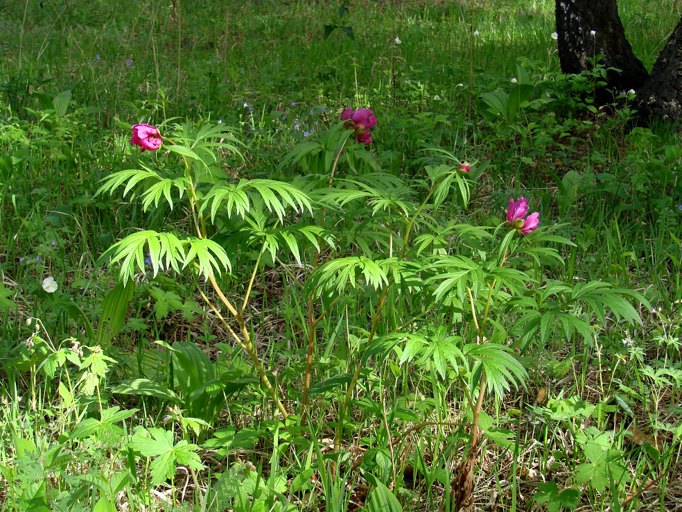 Image of Paeonia anomala specimen.