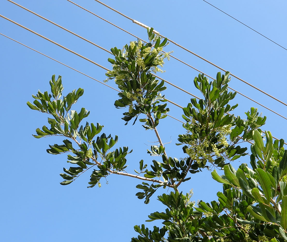 Image of Cupaniopsis anacardioides specimen.