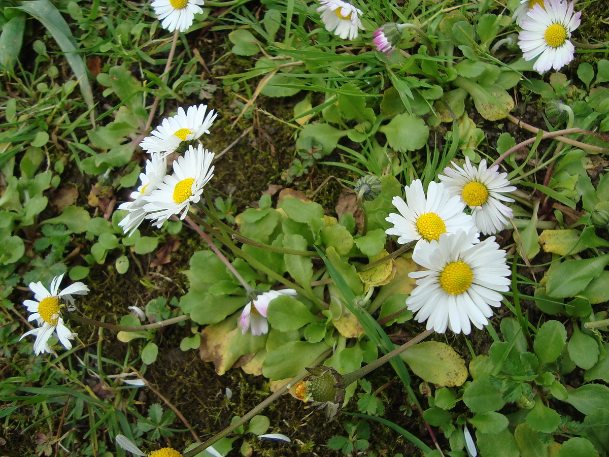 Image of Bellis perennis specimen.