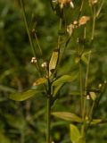 Erigeron annuus ssp. lilacinus