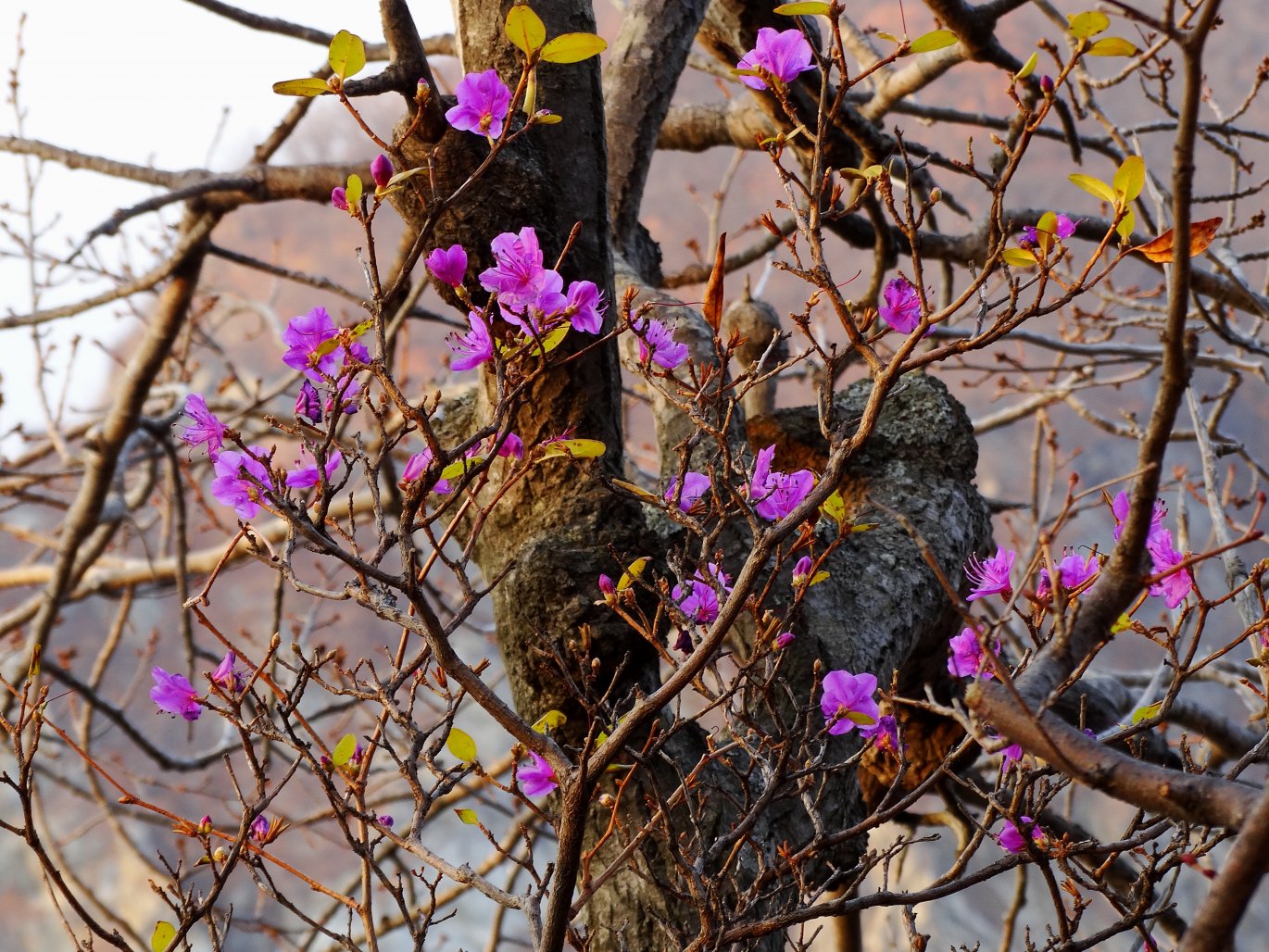 Изображение особи Rhododendron mucronulatum.