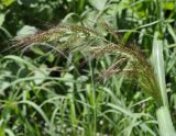 Echinochloa crus-galli