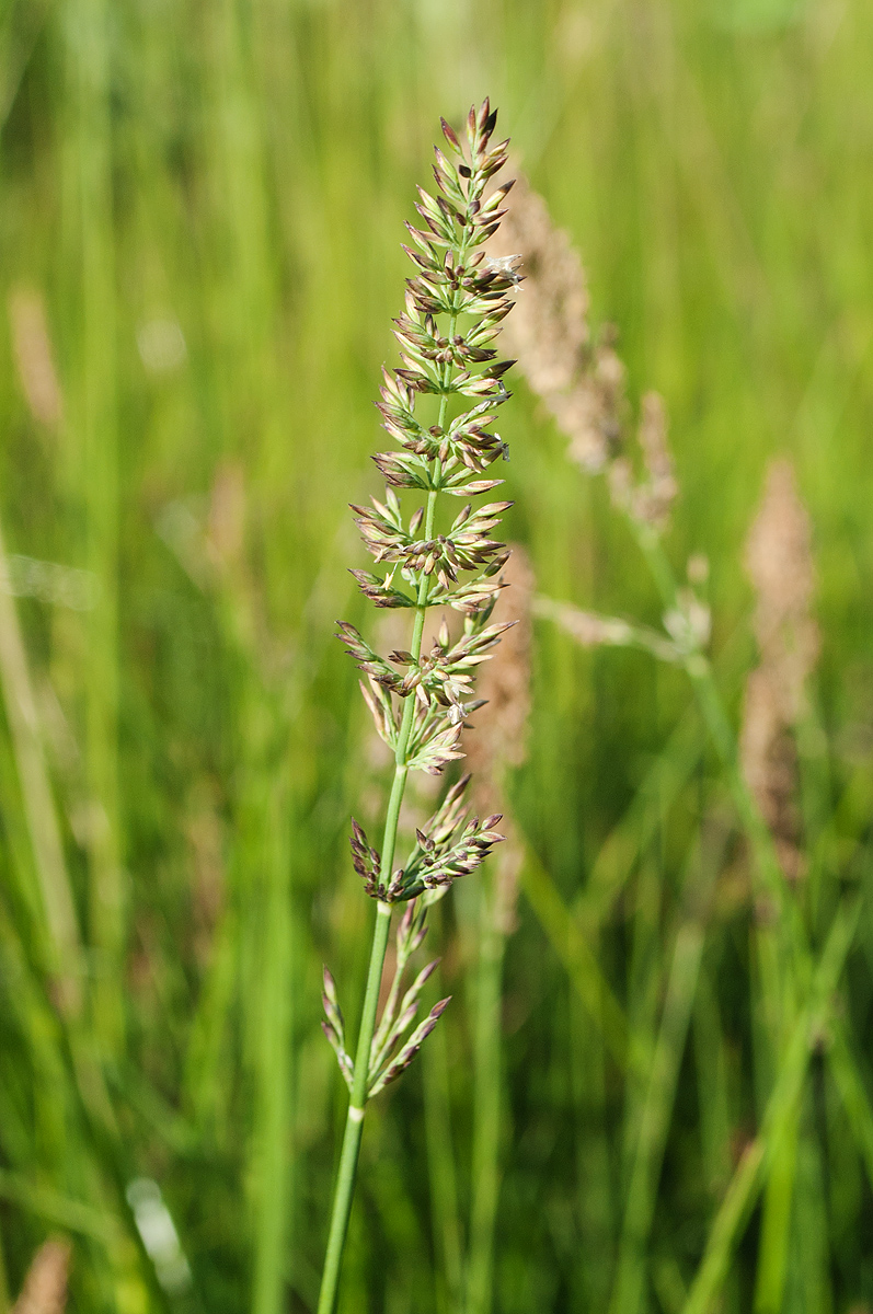 Изображение особи Calamagrostis neglecta.