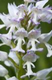 Orchis militaris. Цветки (гипохромная форма). Ленинградская обл., Гатчинский р-н, окр. пос. Пудость, луг в старом травертиновом карьере. 04.06.2016.