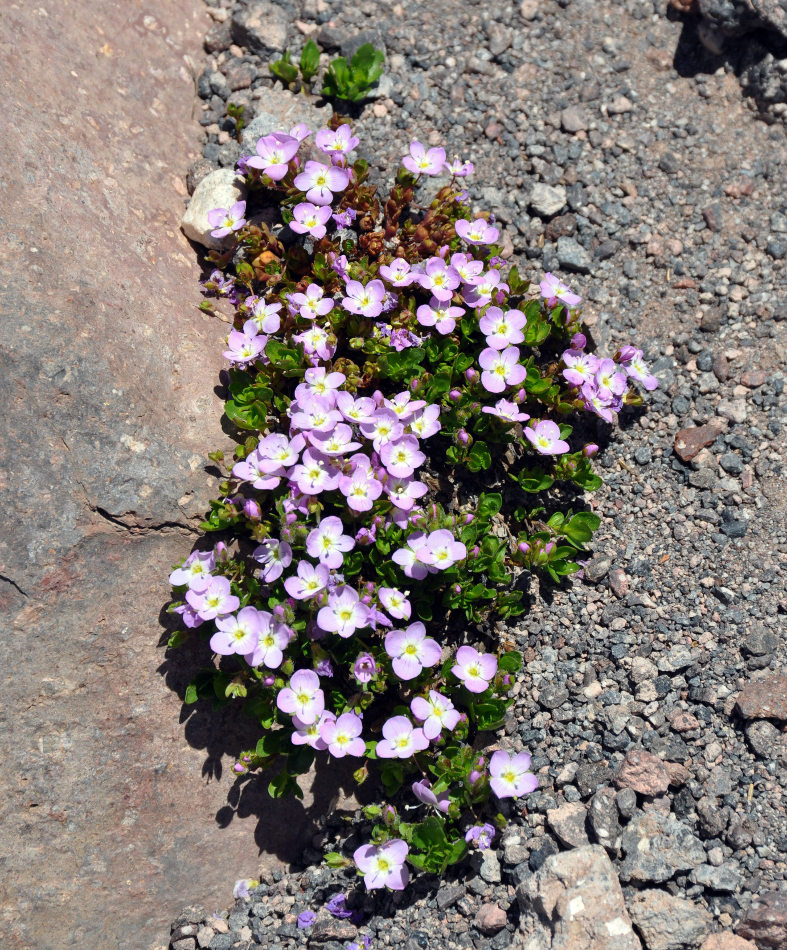 Image of Veronica glareosa specimen.