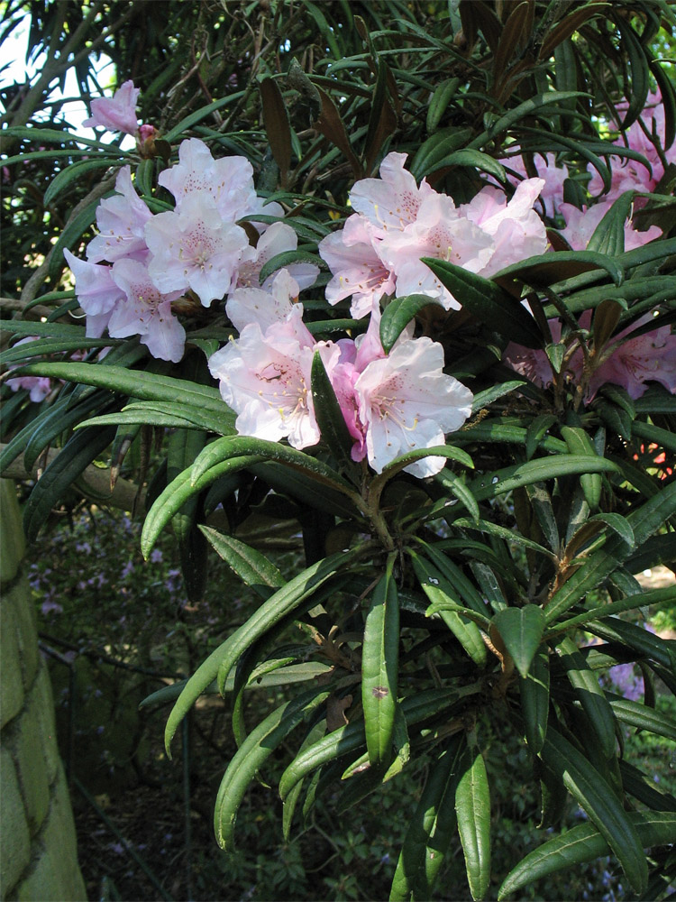 Image of Rhododendron makinoi specimen.