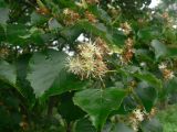 Tilia amurensis