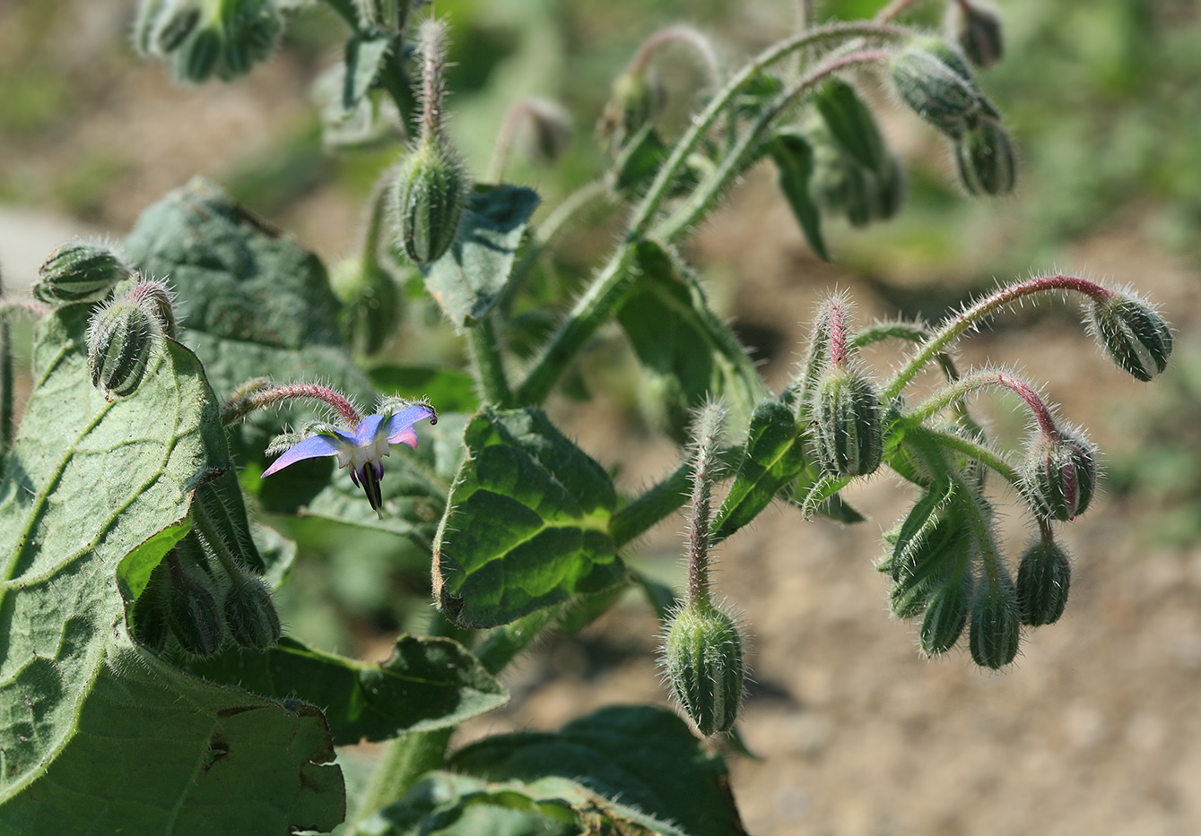 Image of Borago officinalis specimen.