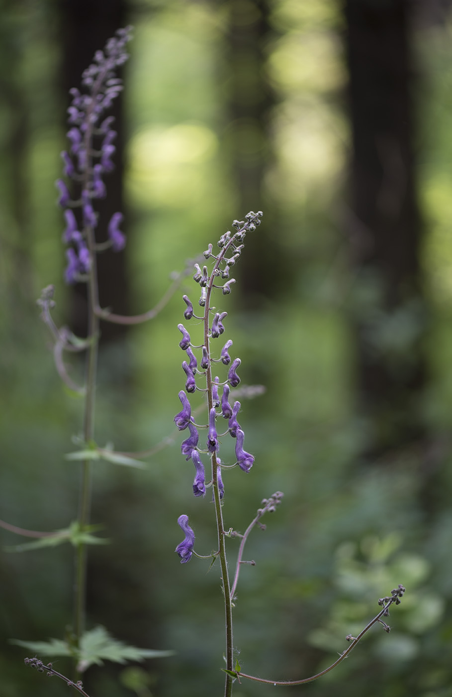 Изображение особи Aconitum septentrionale.