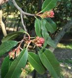 Photinia serratifolia. Верхушка ветви с распускающимися соцветиями. Южный Берег Крыма, пос. Симеиз, в культуре. 24.02.2017.