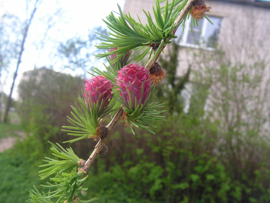 Изображение особи Larix sibirica.