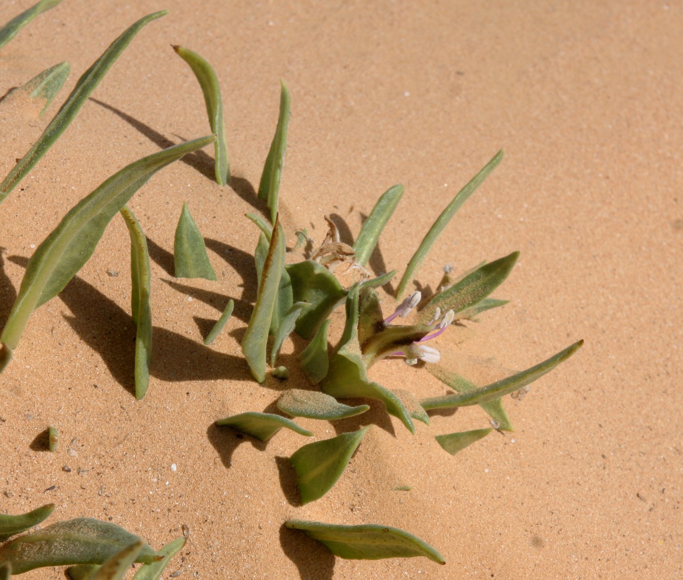 Image of Hyoscyamus muticus specimen.