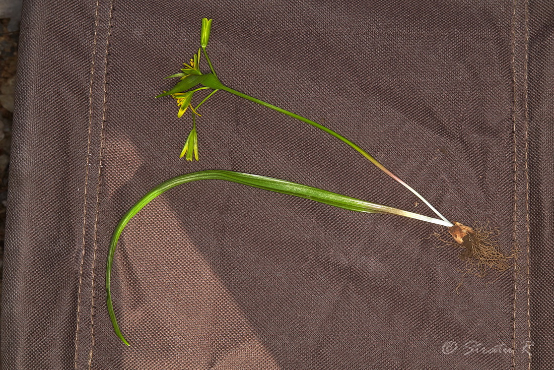 Image of Gagea lutea specimen.