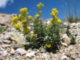 Galium densiflorum разновидность rosmarinifolium. Цветущее растение. Южный Казахстан, Таласский Алатау, запов. Аксу-Жабаглы, перевал Кши-Каинды, выс. 3010 м н.у.м., склон южной экспозиции. 17 июля 2017 г.