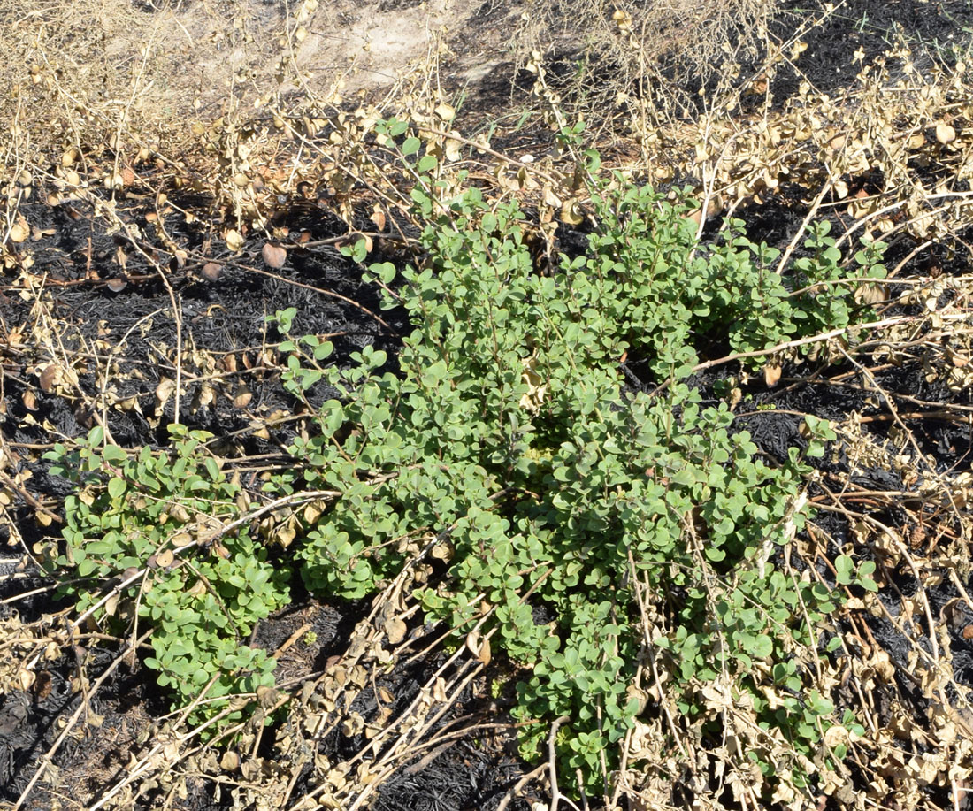 Изображение особи Capparis herbacea.