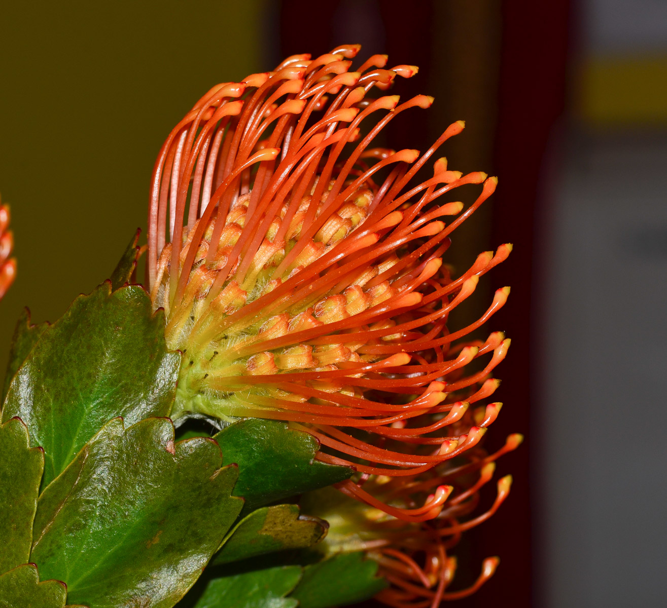 Image of Leucospermum cordifolium specimen.