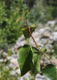 Betula pendula. Верхушка побега. Кабардино-Балкария, Эльбрусский р-н, окр. пос. Эльбрус, ок. 1800 м н.у.м., на склоне в долине реки. 26.08.2017.