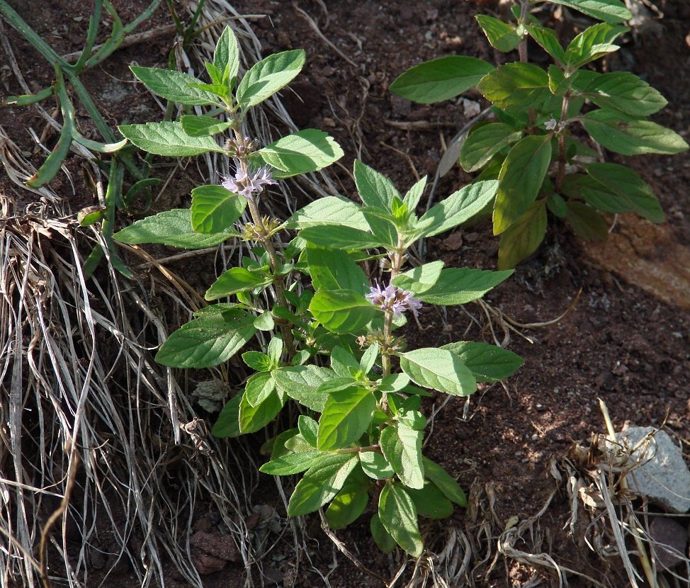 Изображение особи Mentha arvensis.