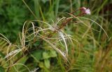 Epilobium adenocaulon